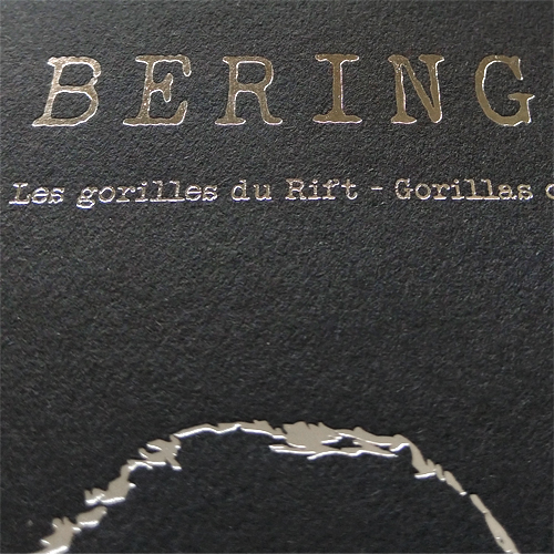 BERINGEI, les gorilles du Rift