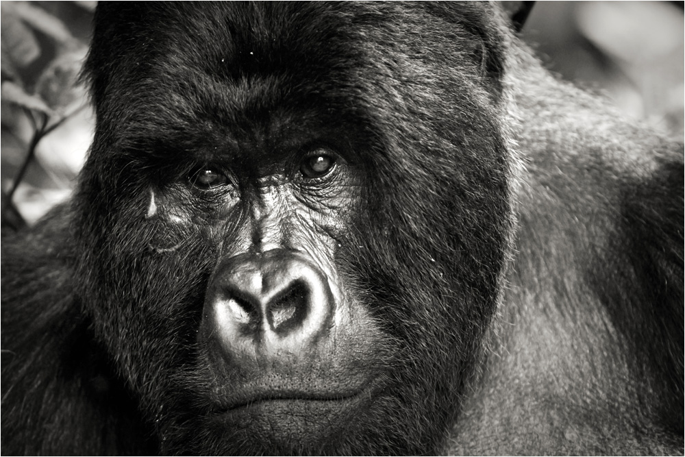 Images de gorille