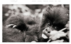 Le travail de Sébastien Meys sur les gorilles